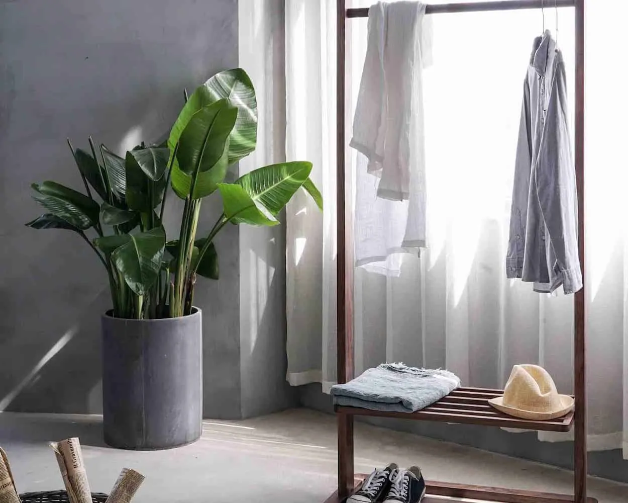 Common houseplants for minimalists