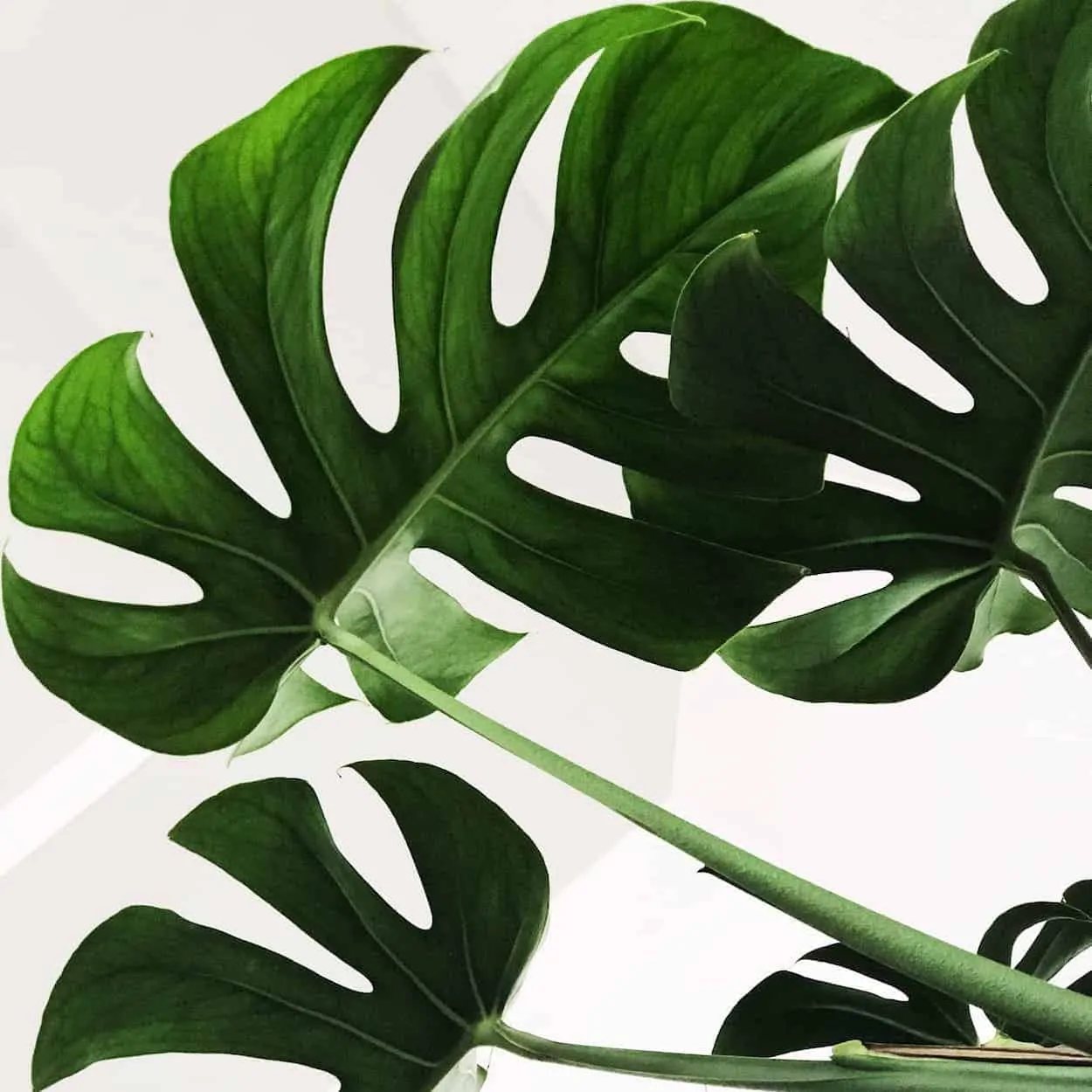 common houseplants for minimalists