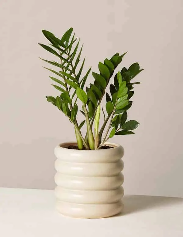 Feng Shui Houseplant